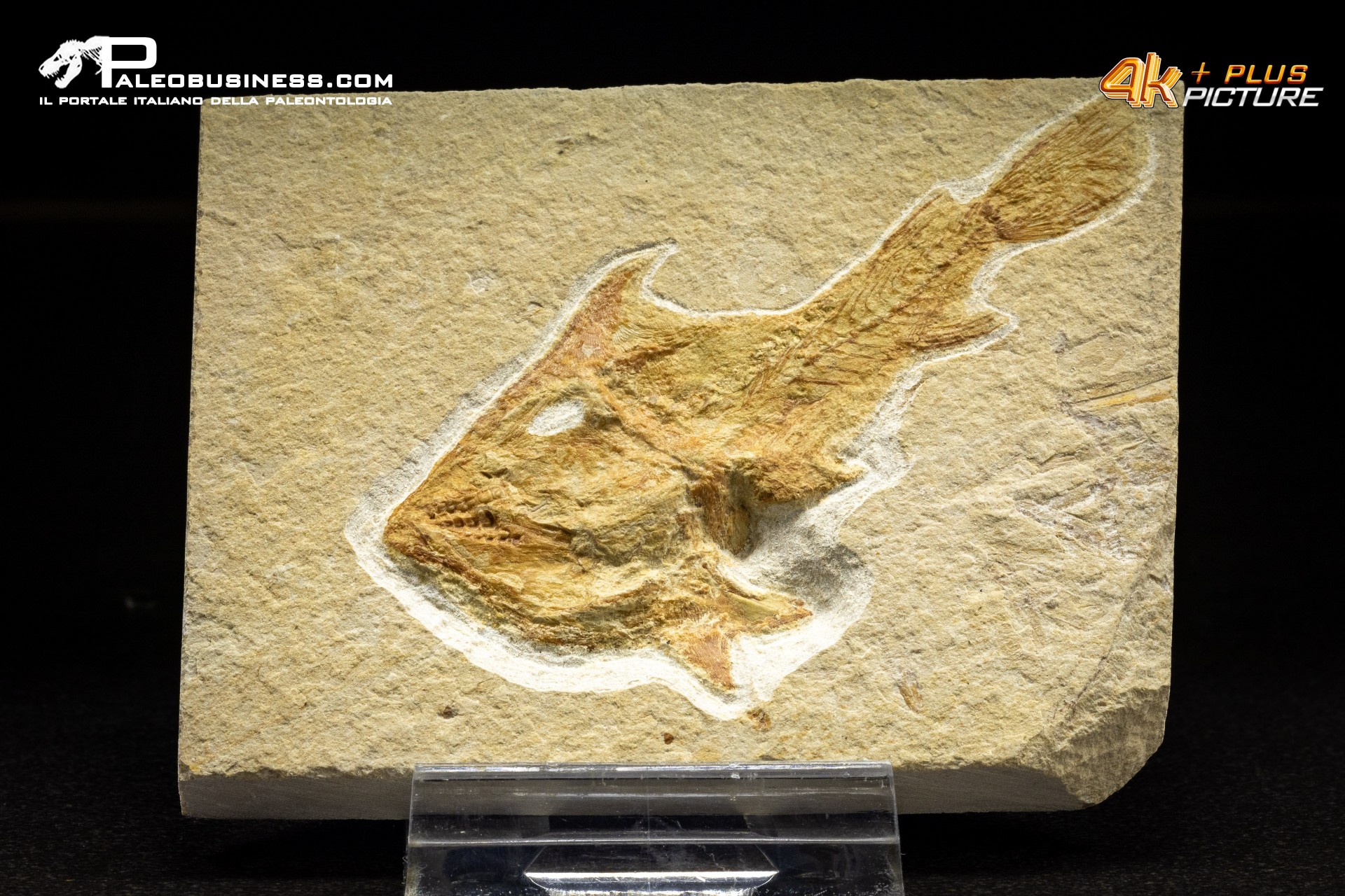 Coccodus Insignis