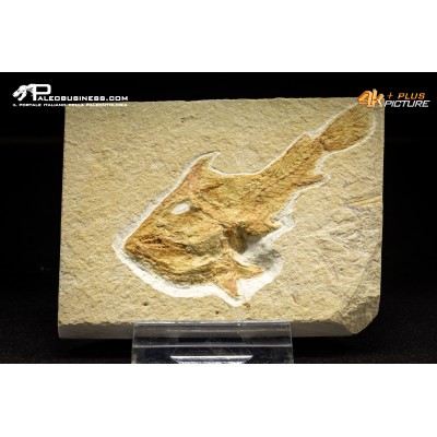 Pesce Coccodus Insignis