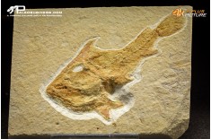 Coccodus Insignis