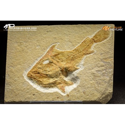 Coccodus Insignis