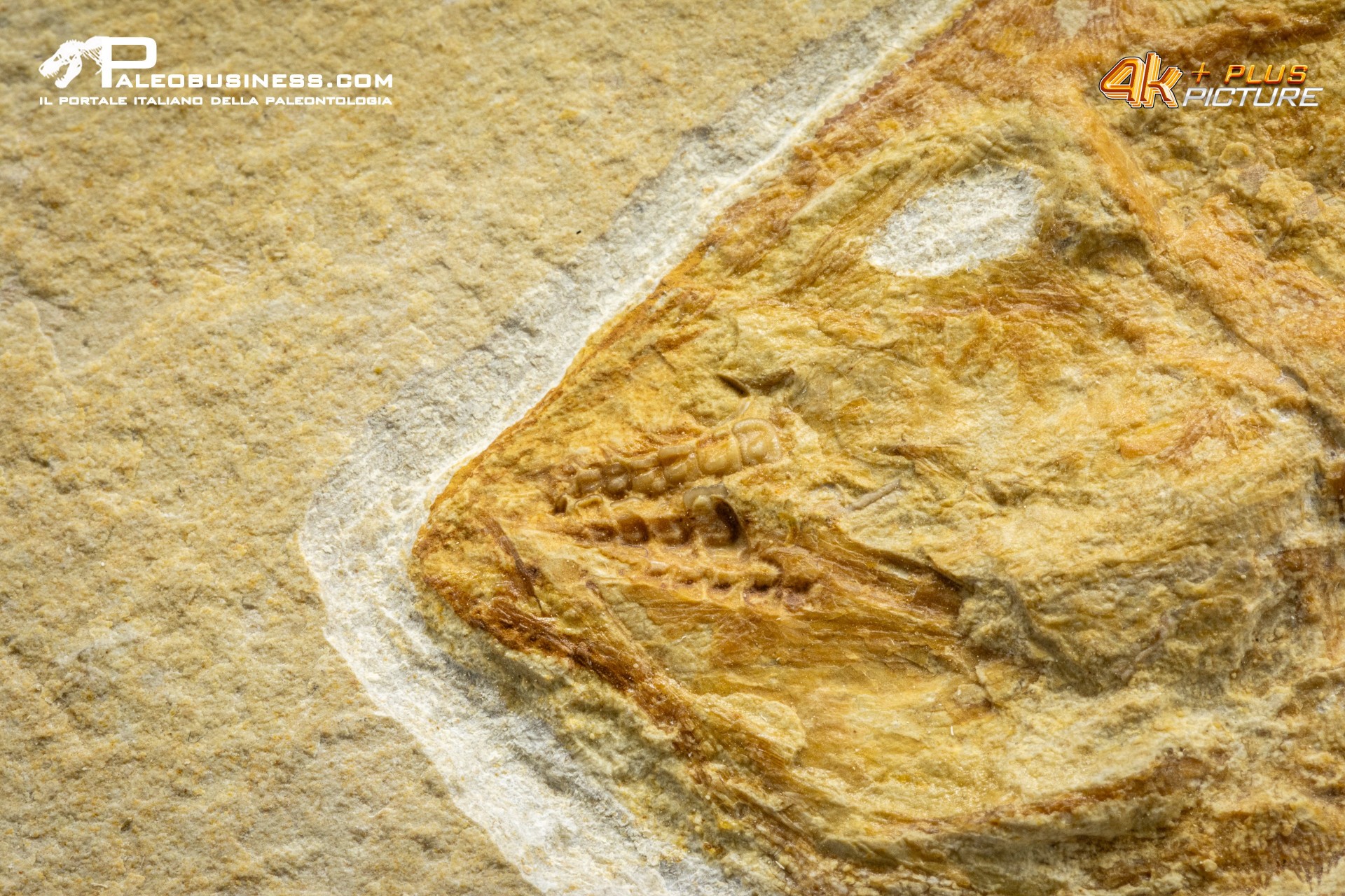 Coccodus Insignis