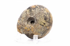 Ammonite Vascoceras sp.