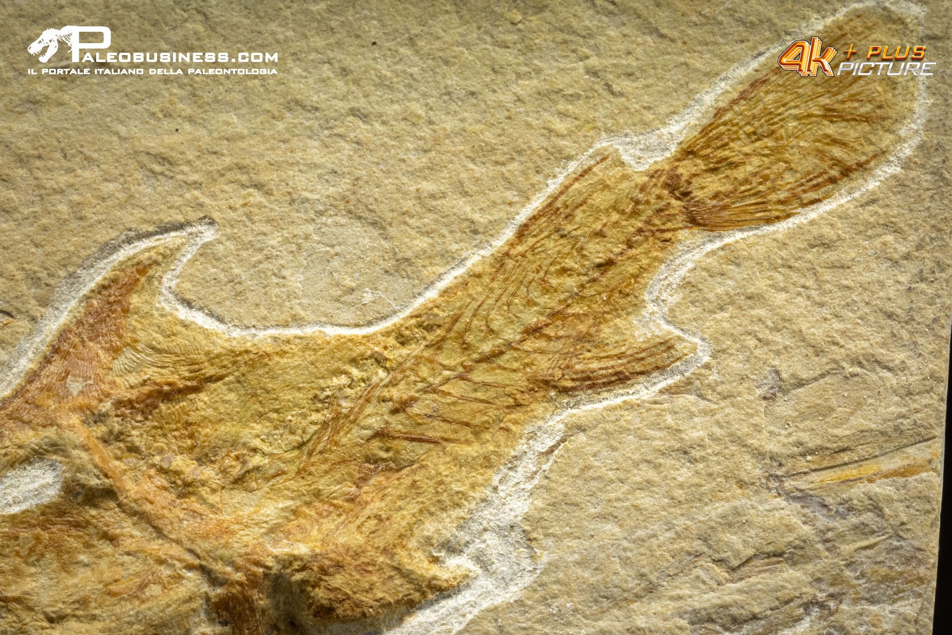 Coccodus Insignis