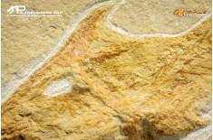 Pesce Coccodus Insignis