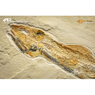 Prionolepis cataphractus
