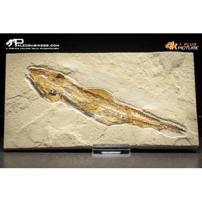 Pesce Prionolepis cataphractus
