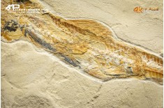 Pesce Prionolepis cataphractus