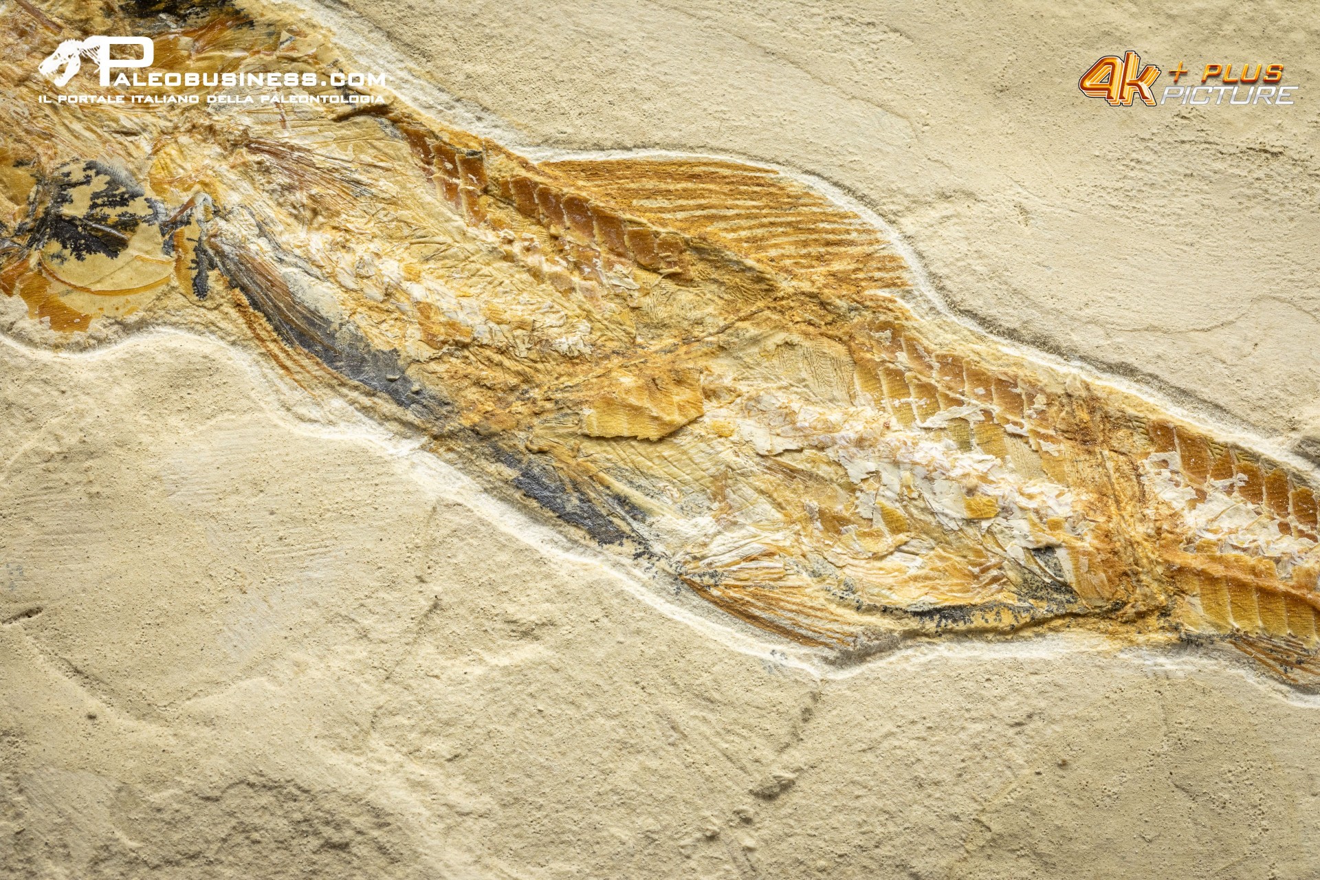 Prionolepis cataphractus