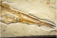 Pesce Prionolepis cataphractus