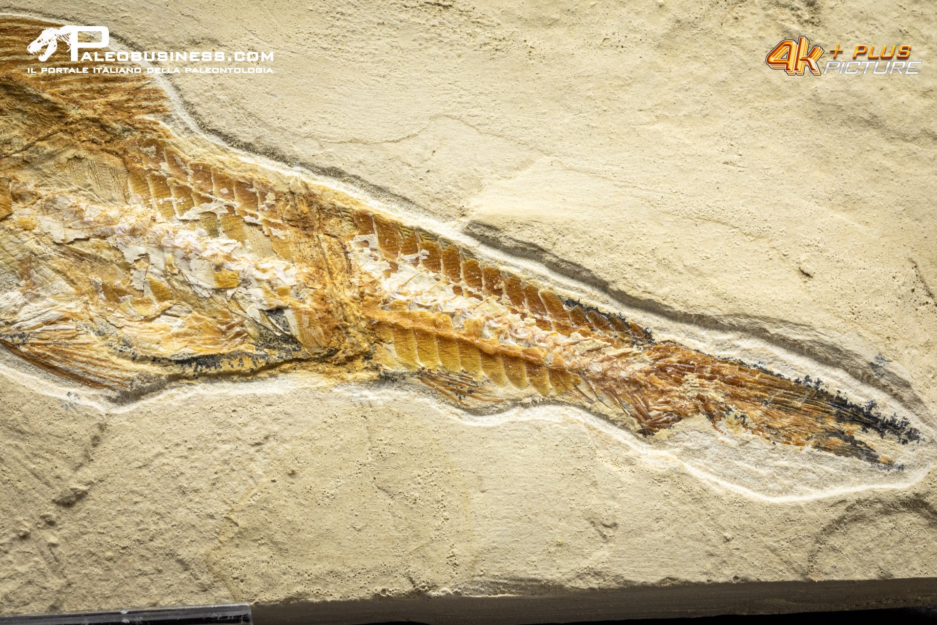 Prionolepis cataphractus