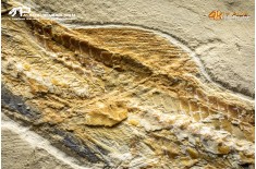Pesce Prionolepis cataphractus