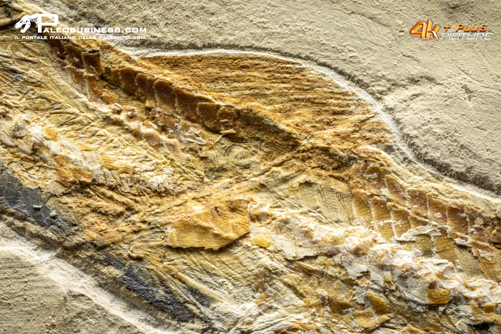 Prionolepis cataphractus