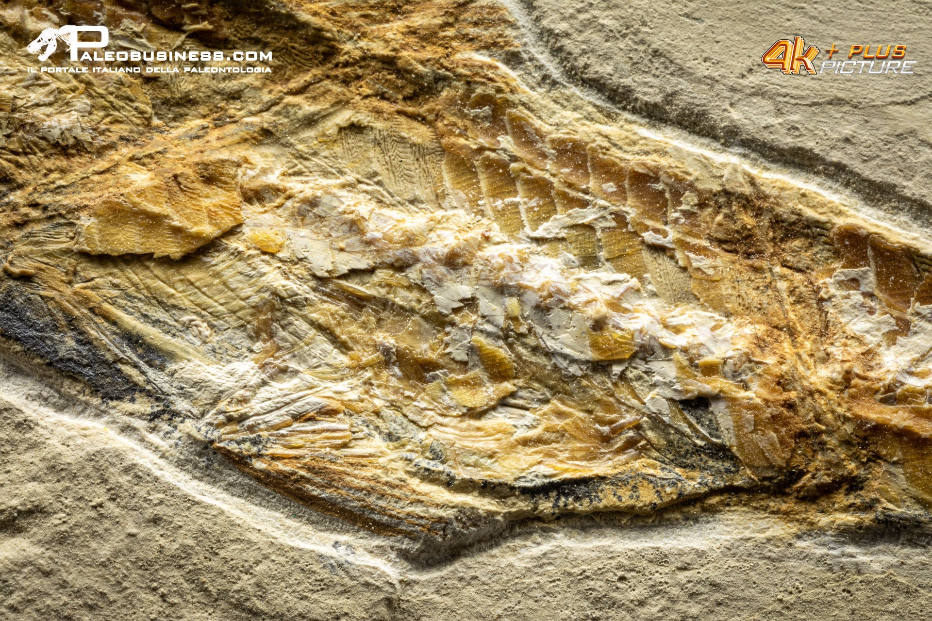 Prionolepis cataphractus