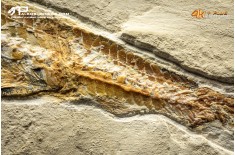 Pesce Prionolepis cataphractus