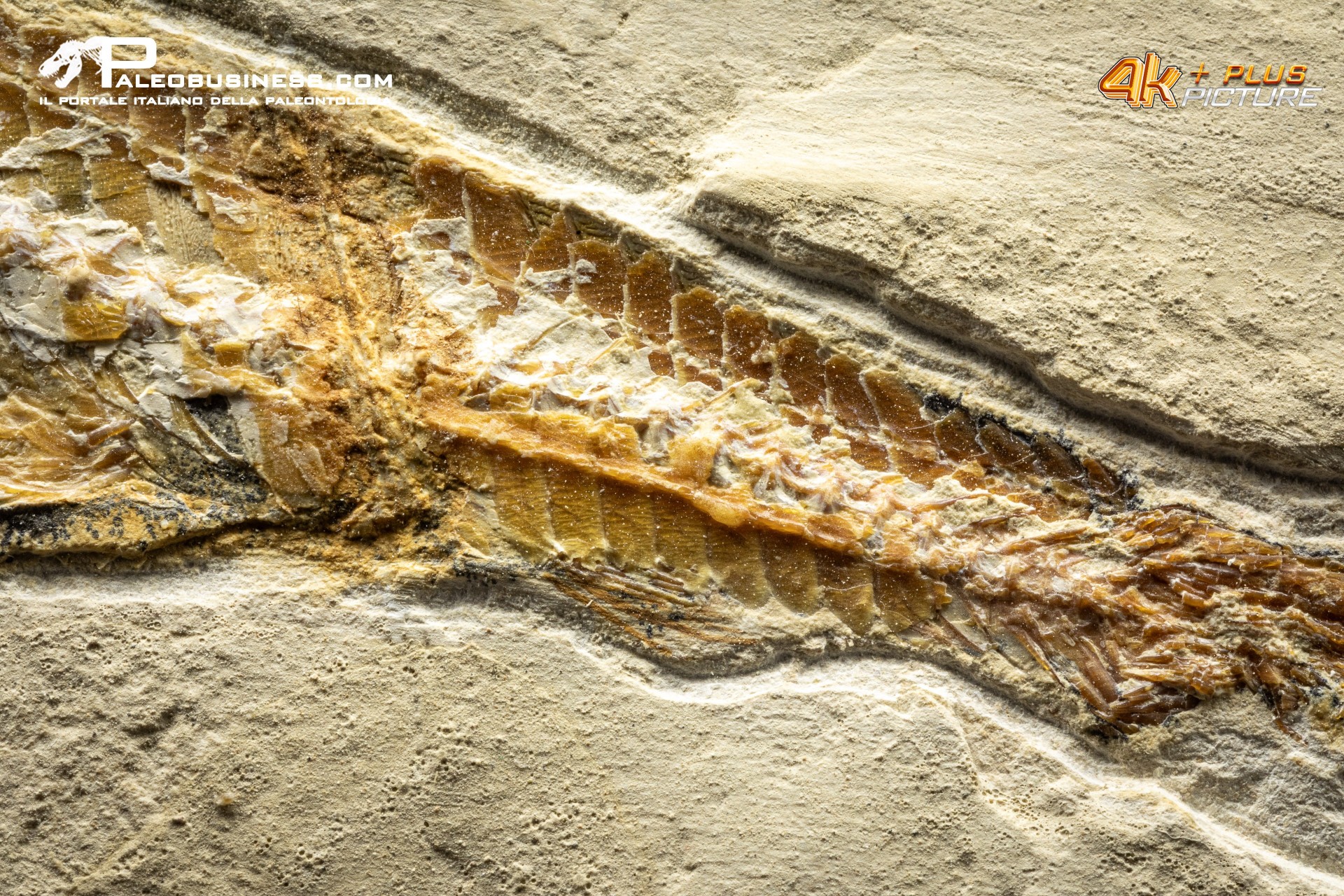 Prionolepis cataphractus