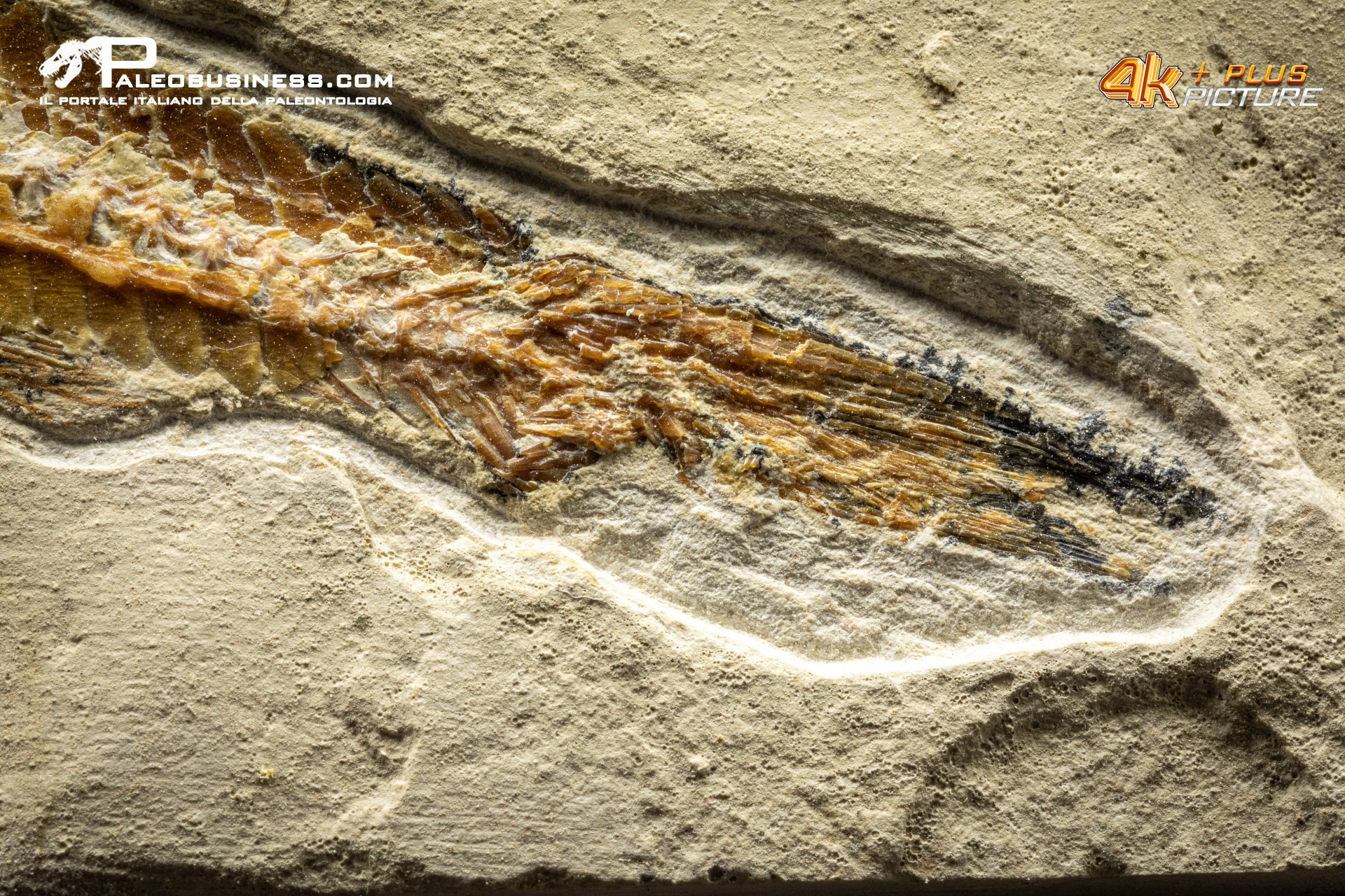 Prionolepis cataphractus