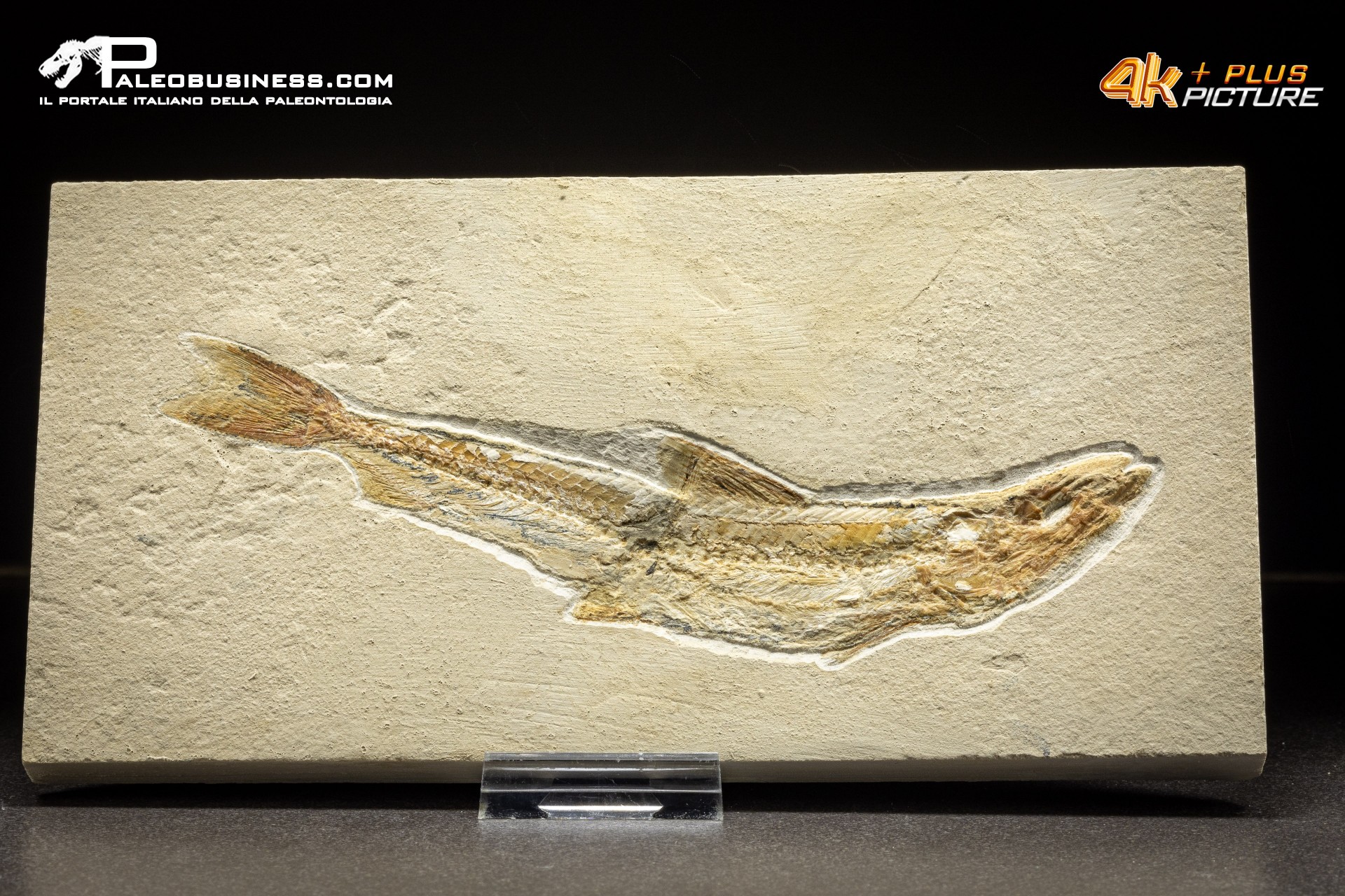 Prionolepis cataphractus