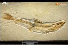 Prionolepis cataphractus