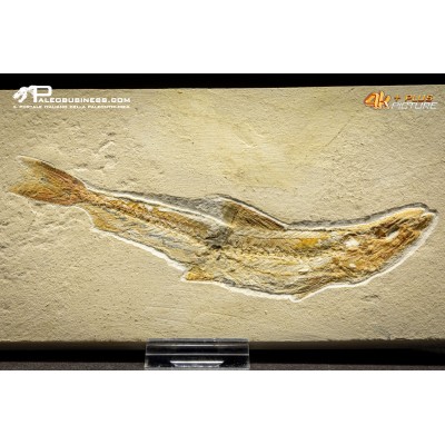 Prionolepis cataphractus
