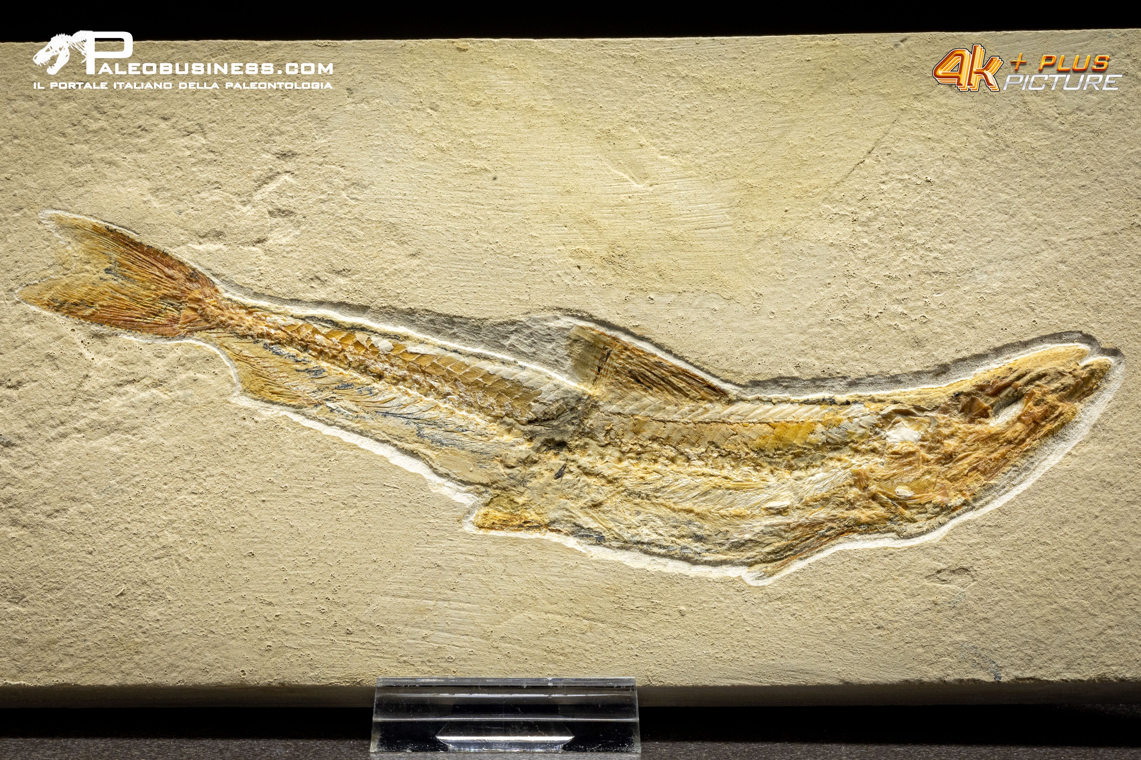 Prionolepis cataphractus
