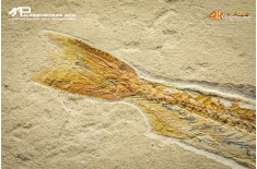 Pesce Prionolepis cataphractus