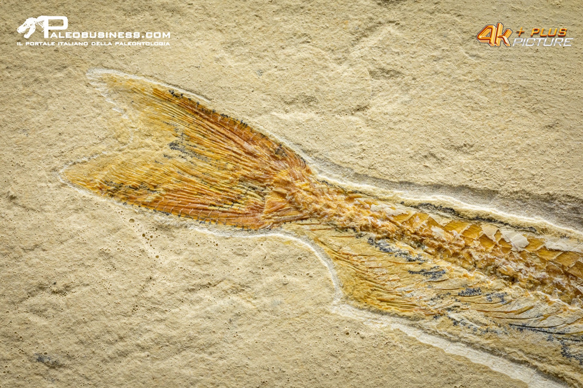 Prionolepis cataphractus