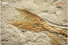 Pesce Prionolepis cataphractus