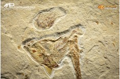 Carpopenaeus callirostris + Coccodus Insignis