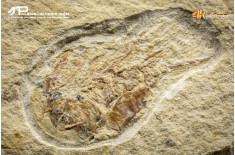 Carpopenaeus callirostris + Coccodus Insignis