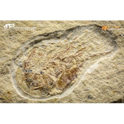 Carpopenaeus callirostris + Coccodus Insignis
