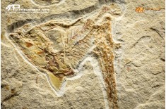 Carpopenaeus callirostris + Coccodus Insignis
