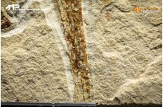 Carpopenaeus callirostris + Coccodus Insignis