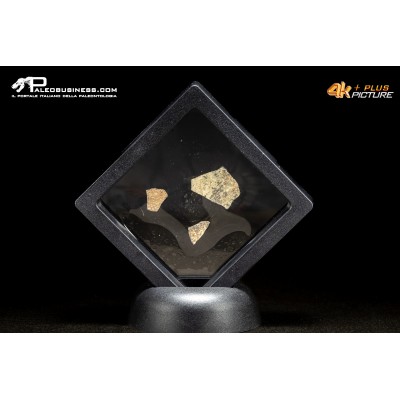Frammento d’uovo di oviraptoride