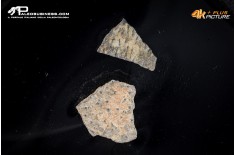 Frammento d’uovo di oviraptoride