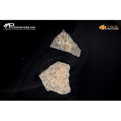 Frammento d’uovo di oviraptoride