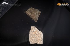 Frammento d’uovo di oviraptoride