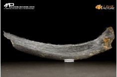 Costola di Mammuthus primigenius