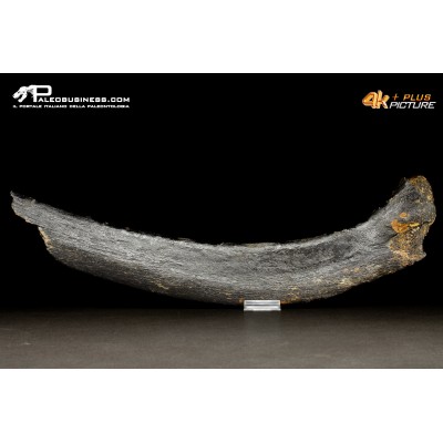 Costola di Mammuthus primigenius