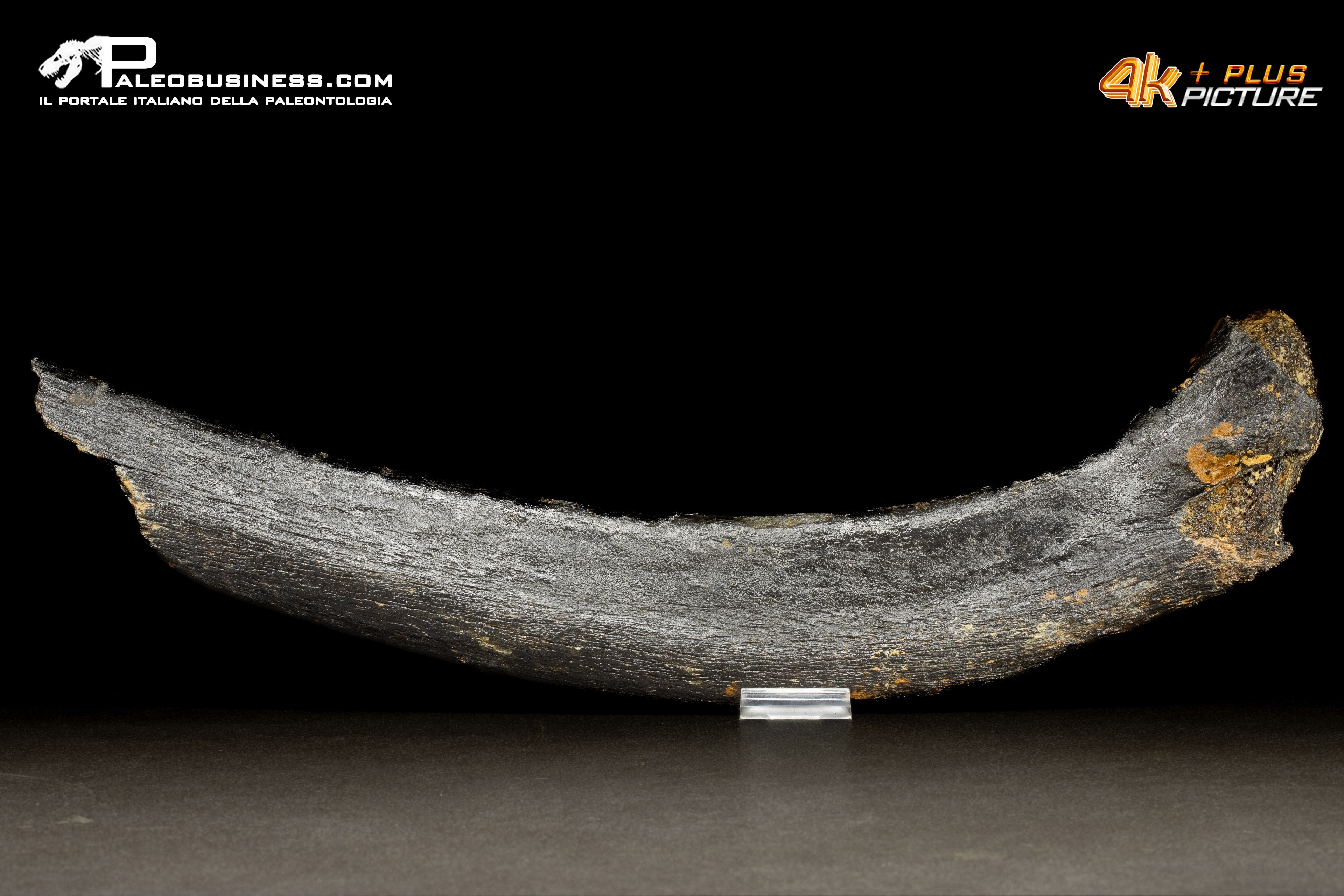 Costola di Mammuthus primigenius