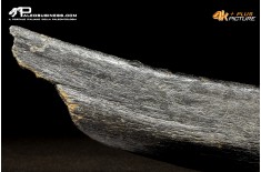 Costola di Mammuthus primigenius
