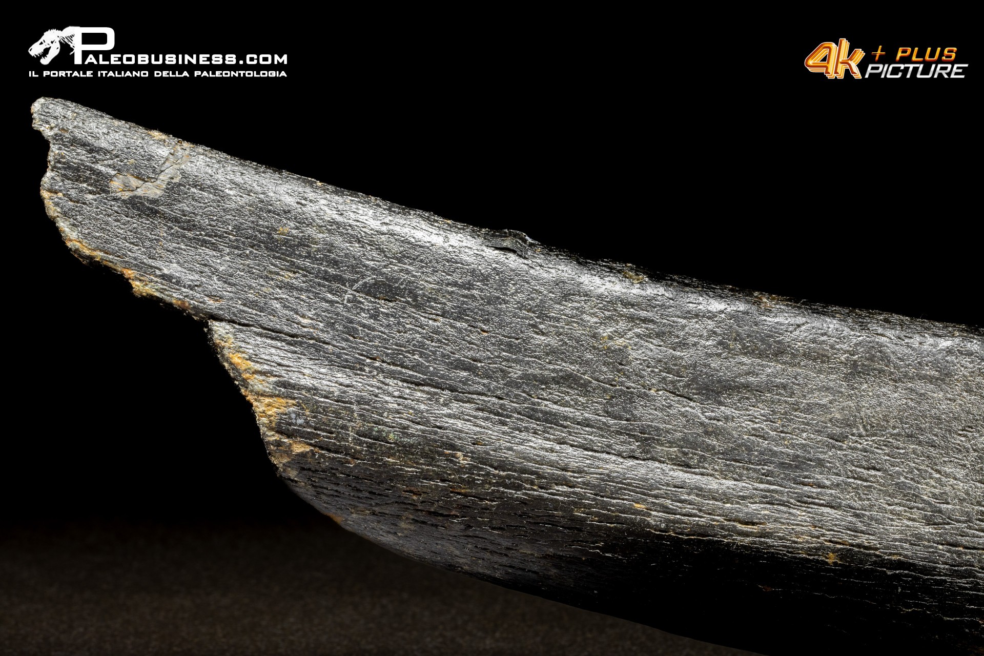 Costola di Mammuthus primigenius