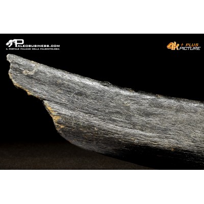 Costola di Mammuthus primigenius