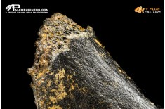 Costola di Mammuthus primigenius