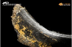 Costola di Mammuthus primigenius