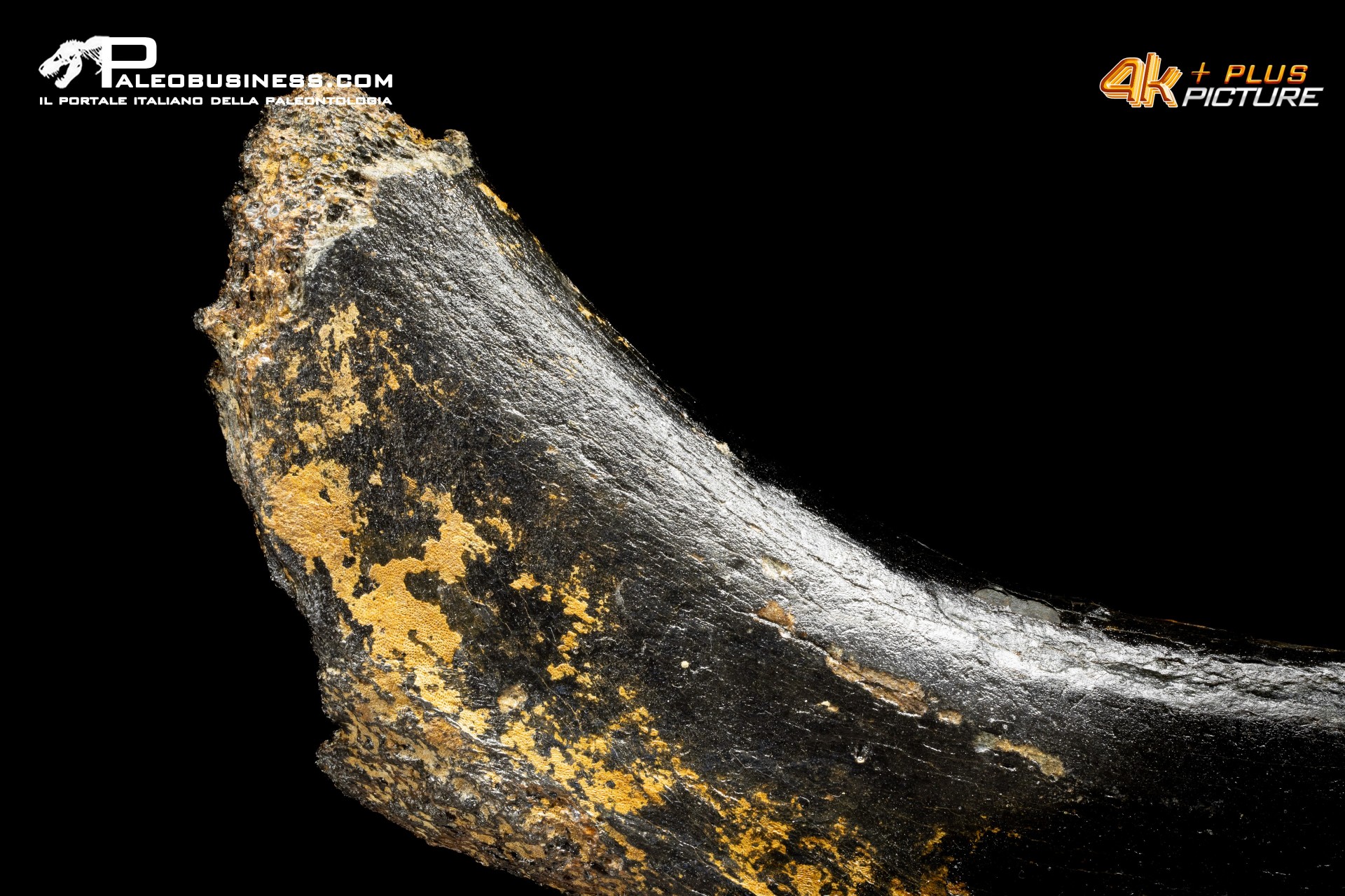 Costola di Mammuthus primigenius