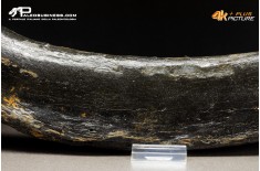 Costola di Mammuthus primigenius