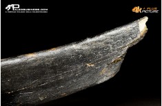 Costola di Mammuthus primigenius