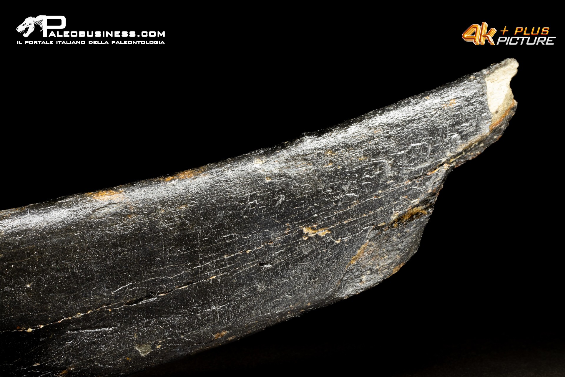Costola di Mammuthus primigenius