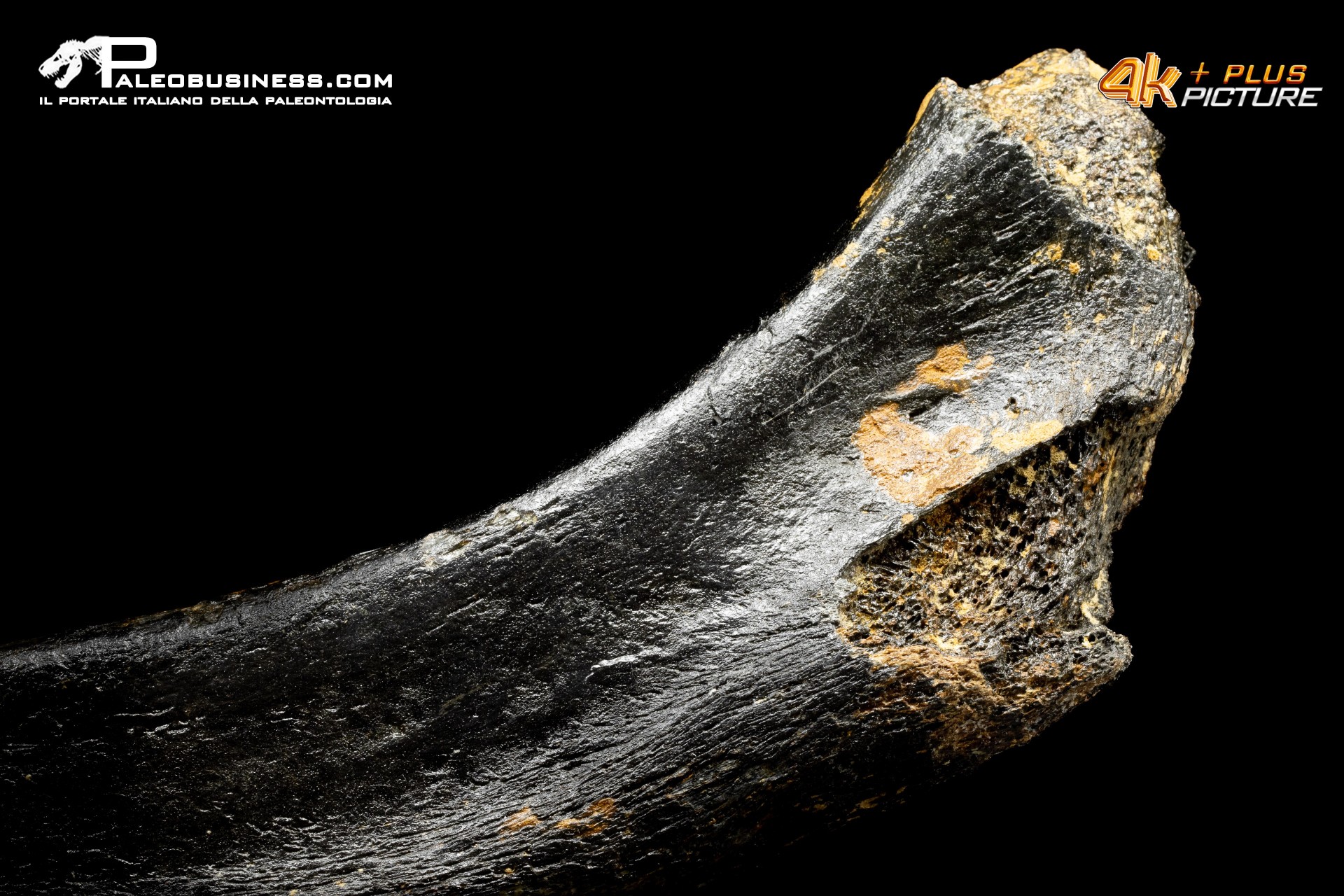 Costola di Mammuthus primigenius