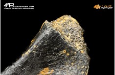 Costola di Mammuthus primigenius